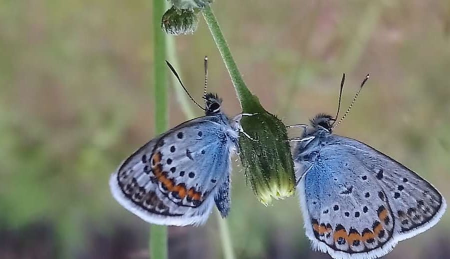 Årets första fjärilar
